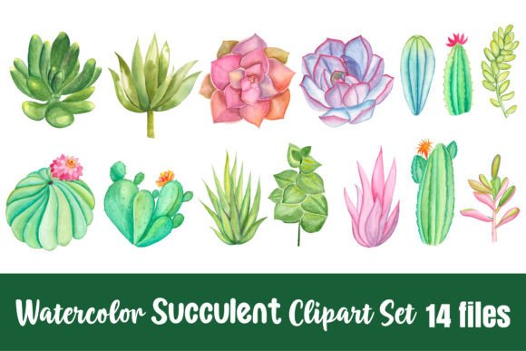 h1Watercolor Succulent Clipart Set for Illustrations and Digital Product Sellers/h1